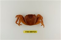 藏品(白紋方蟹)的圖片